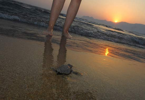 1000 tanesinden sadece 1'i yaşayacak - Resim: 3