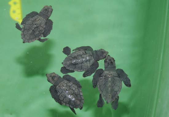 1000 tanesinden sadece 1'i yaşayacak - Resim: 4