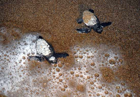 1000 tanesinden sadece 1'i yaşayacak - Resim: 2