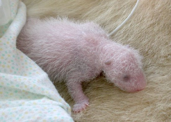 Bu hayvanı tanıdınız mı? - Resim: 4