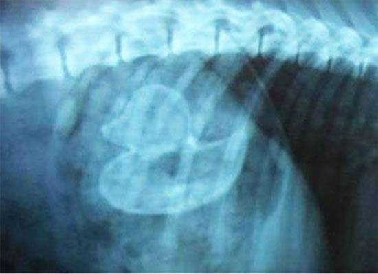 Köpeğin midesinden çıkana bak! - Resim: 2