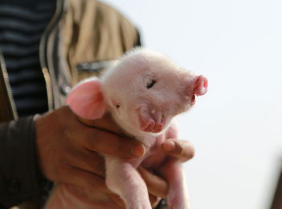 2 Burunlu domuz görenleri hayrete düşürdü! - Resim: 1