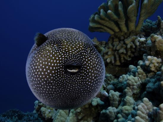 Balon balığı zehirlenmesi öldürücü! Balon balığı yenir mi? - Resim: 0