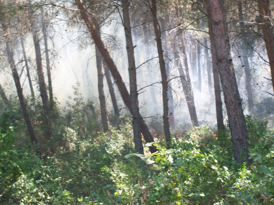Osmaniye'de orman yangını - Resim: 4