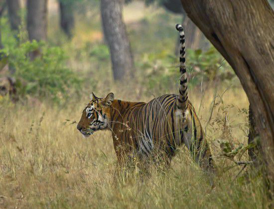 Kaplan yavru geyiği yakaladı sonrası beklediğinizden çok başka - Resim: 1