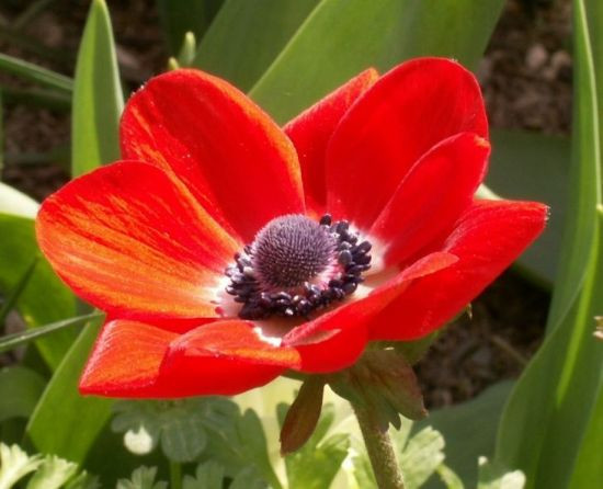 Bu çiçeği görürseniz sakın dokunmayın - Resim: 3