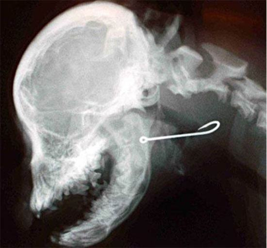 Köpeğin midesinden çıkana bak! - Resim: 4