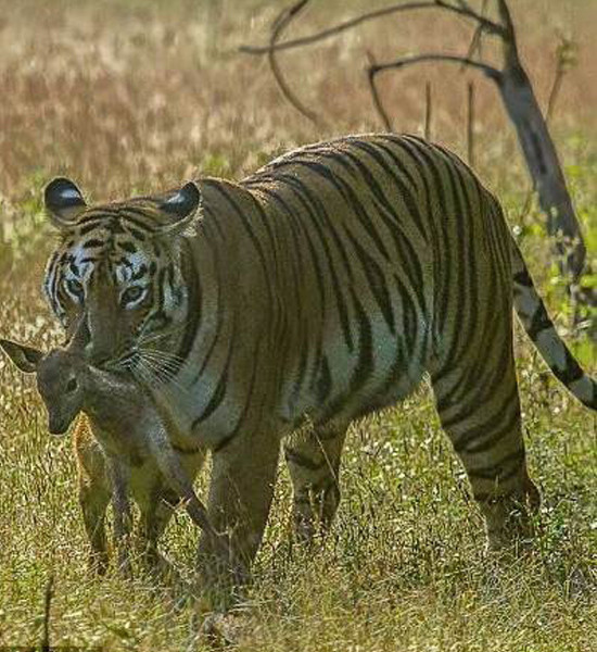 Dişi kaplan yavru geyiği yakalıyor! Sonrası ise herkesi hayrete düşürdü - Resim: 4