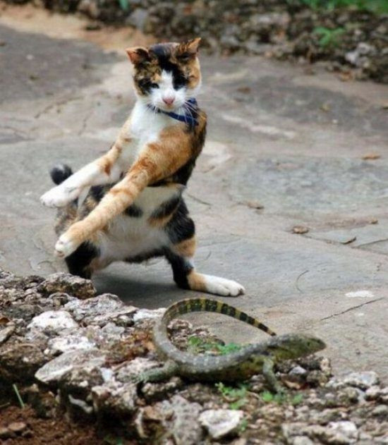 Altındaki dona bakmayın üstü daha şaşırtıcı - Resim: 3