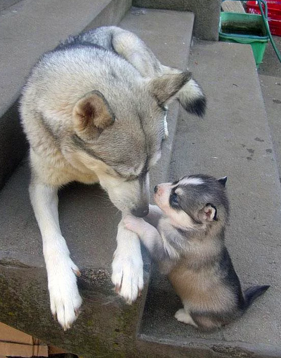 Anneleriyle poz veren sevimli hayvanlar - Resim: 3