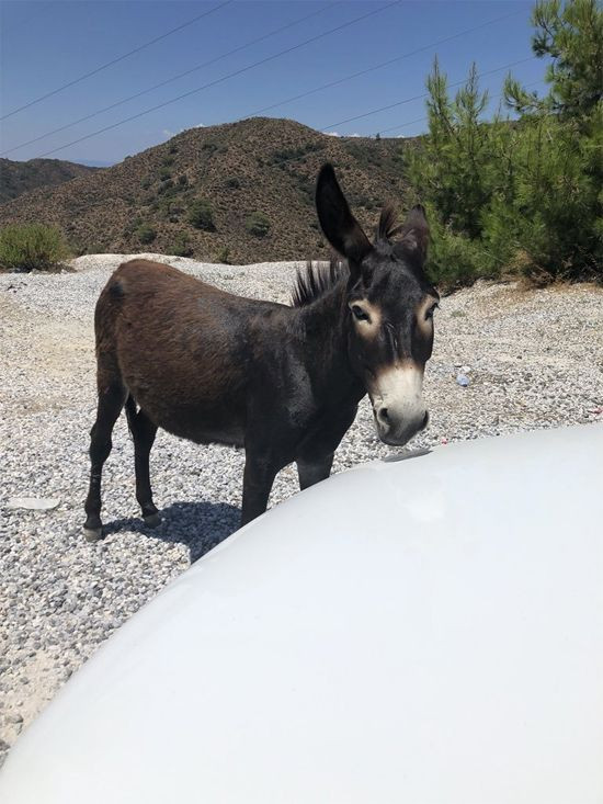 Marmaris Koca Ada'daki eşek esrarı! Tekneleri görünce anırıyordu - Resim: 4