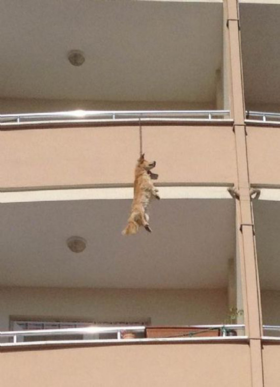 Balkondan asılmış köpek şoku - Resim: 2