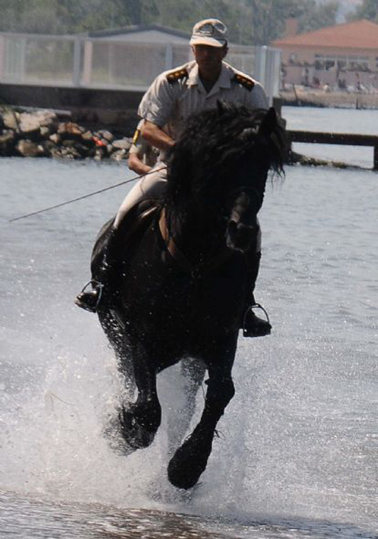 TSK atları törenlere nasıl hazırlanıyor? - Resim: 4