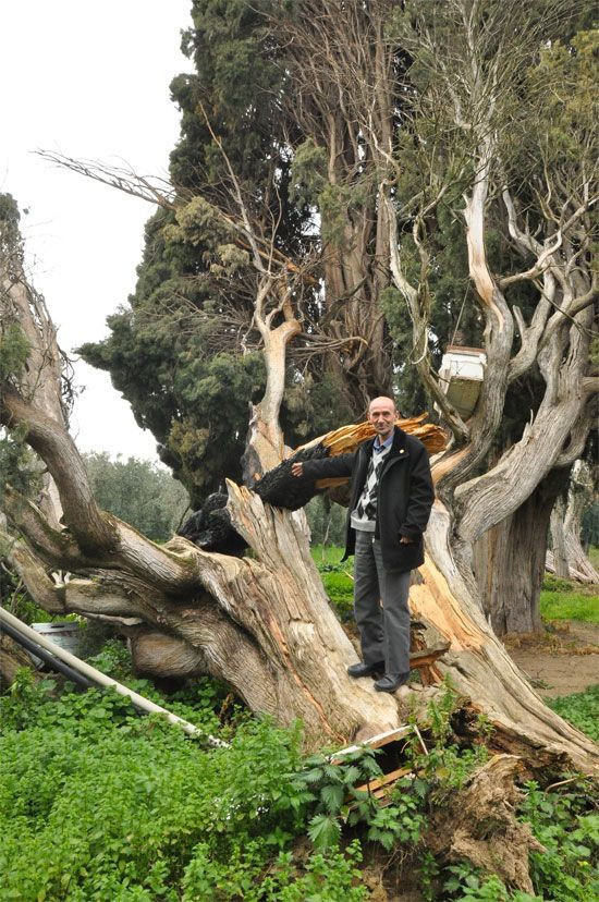 700 yıllık servi ağacını arılar yüzünden yok ettiler! Bursa'da şok olay - Resim: 4