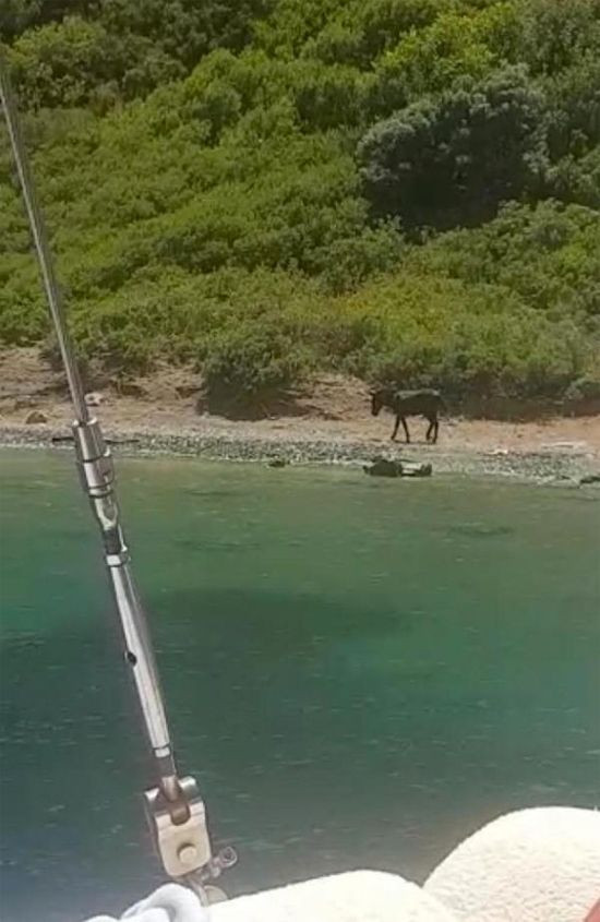 Marmaris Koca Ada'daki eşek esrarı! Tekneleri görünce anırıyordu - Resim: 3