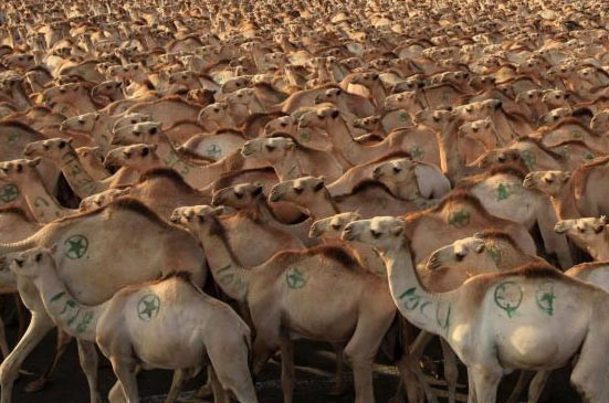 Suudi Arabistan ile ilgili şaşırtacak 15 gerçek - Resim: 1