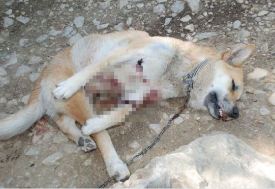 Bunu yapan insan olamaz! - Resim: 1