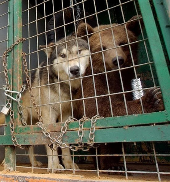 En ilginç dostluklar... - Resim: 3