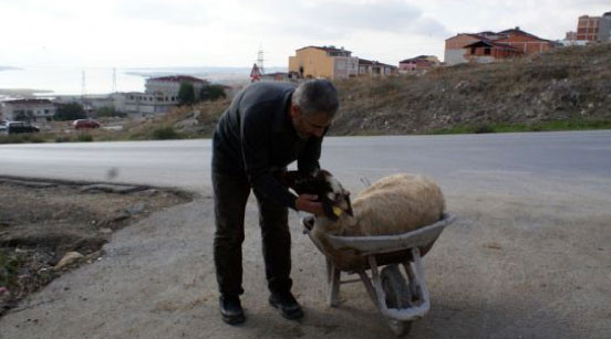 Yurttan kurbanlık manzaralar - Resim: 2