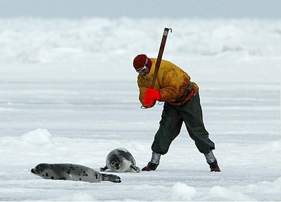 Yasal olarak hayvanlara yapılan işkenceler! - Resim: 4