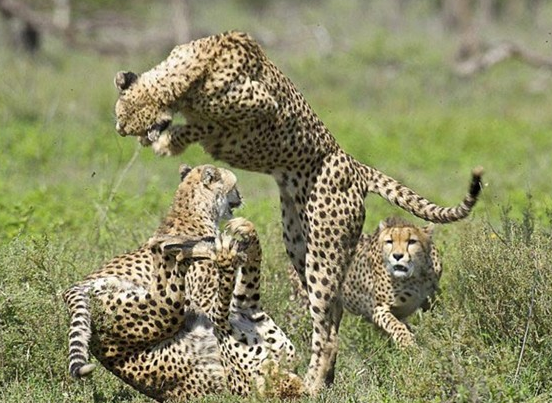 İşte doğadaki o anlar - Resim: 4