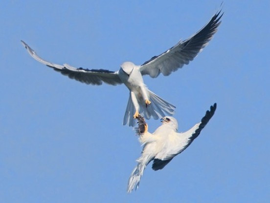 İki şahinin av kavgası! İnanılmaz bir mücadele - Resim: 1