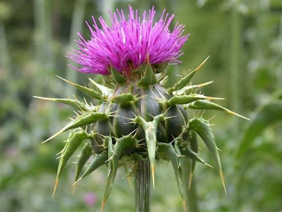 Bu bitkiler faydalı diye biliniyor ama... - Resim: 2