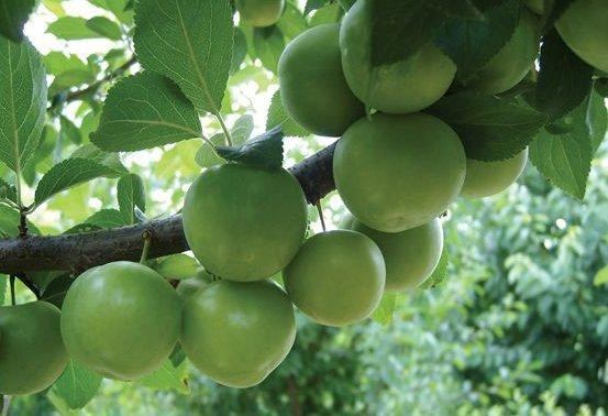 Yeşil eriğin faydası saymakla bitmiyor - Resim: 1