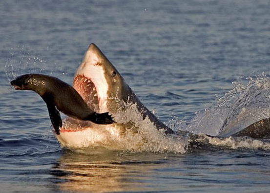 Ölüm makinesi bir anda ortaya çıkınca... - Resim: 2