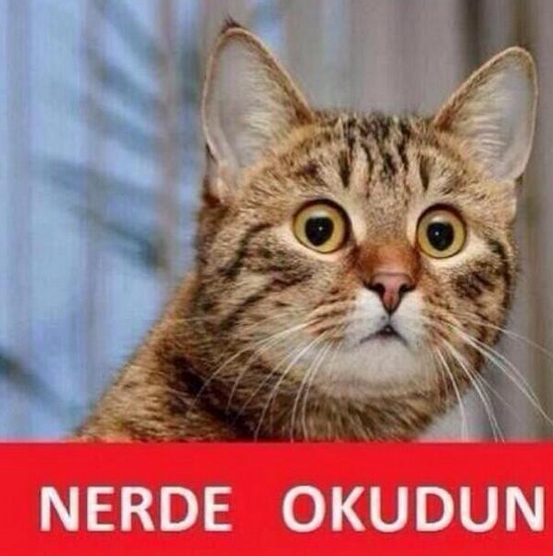 Elektiriği kesen 'Kedi lobisi' Twitter'ı yıktı - Resim: 2