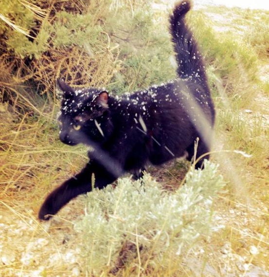 Dağcı kedi görenleri şaşırtıyor  - Resim: 2