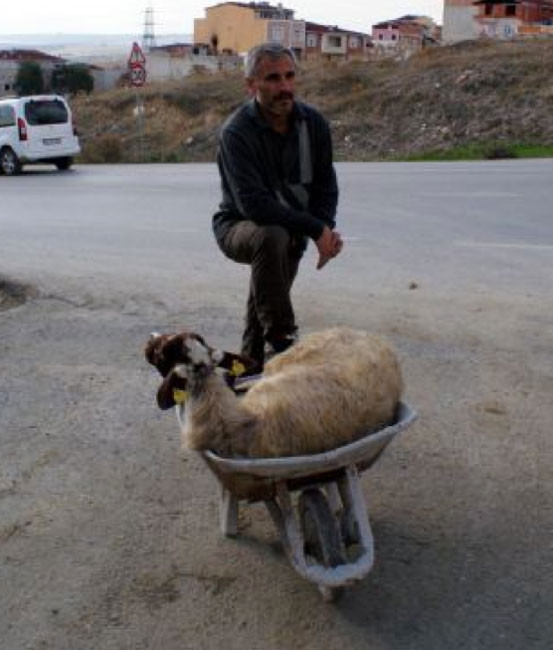 Yurttan kurbanlık manzaralar - Resim: 4