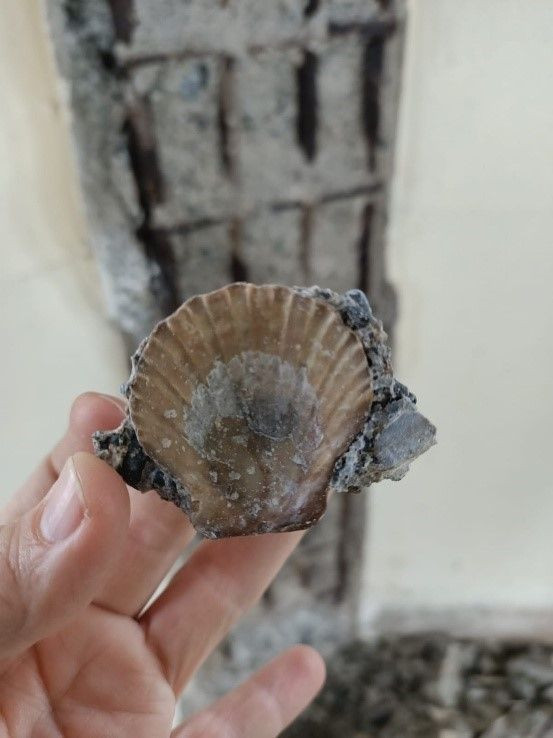 Kız Kulesi'nin şoke eden fotoğrafları ortaya çıktı! Deniz kumu ve midye kabuğu... - Resim: 2