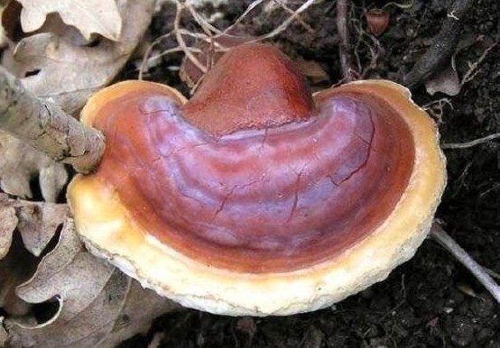 Kilosu bin lira! - Resim: 1