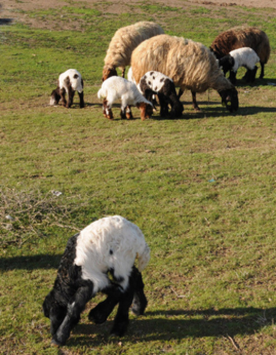 Beş bacaklı kuzu şaşkına çevirdi - Resim: 3