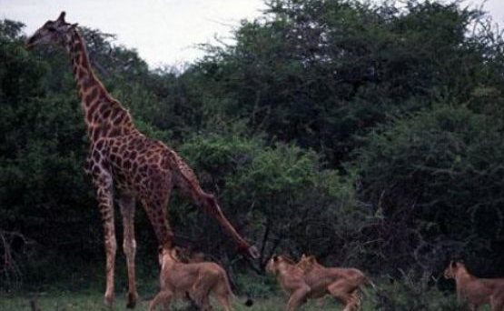 Aslanlar zürafayı böyle avladı - Resim: 2