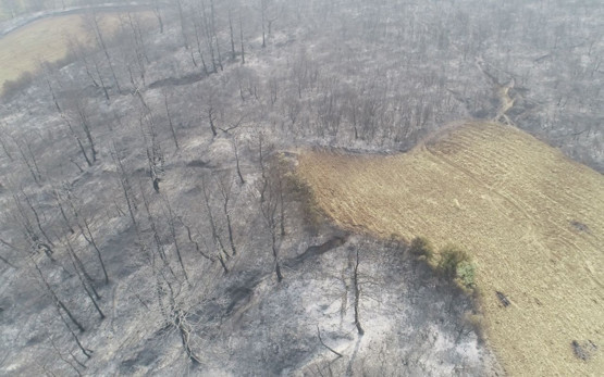 Çanakkale'de orman yangını çıktı! Alevlere müdahale ediliyor - Resim: 0