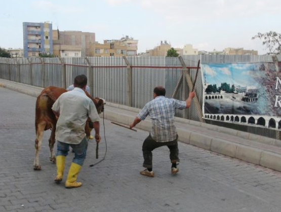 Kurbanlık boğa herkesi peşinden koşturdu - Resim: 3