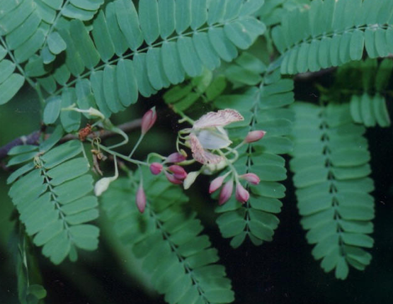 Demirhindi ve şerbetinin mucizeleri - Resim: 3