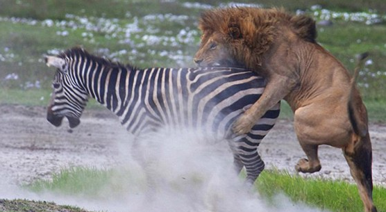 Aslana yem olmaktan böyle kurtuldu! - Resim: 1