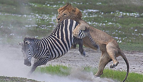 Aslana yem olmaktan böyle kurtuldu! - Resim: 3