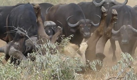 Bir anda bufalonun üstüne atladı ama yerden yere vuruldu - Resim: 3