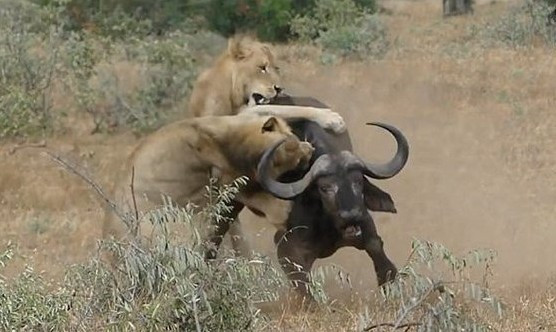 Bir anda bufalonun üstüne atladı ama yerden yere vuruldu - Resim: 2
