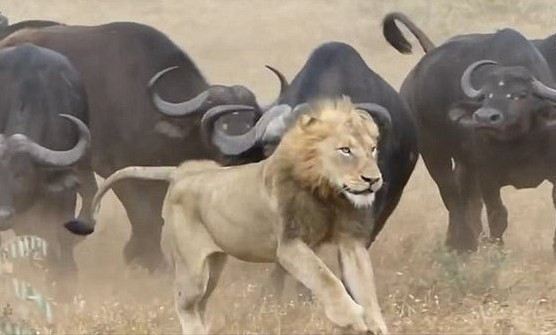 Bir anda bufalonun üstüne atladı ama yerden yere vuruldu - Resim: 4