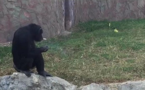 Bu şempanze günde 1 paket sigara içiyor - Resim: 4