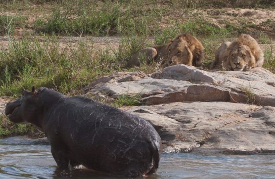 Vahşi av saniye saniye görüntülendi - Resim: 4