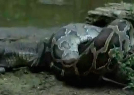 Yılan timsahı tek lokmada yuttu - Resim: 3