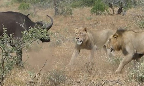 Bir anda bufalonun üstüne atladı ama yerden yere vuruldu - Resim: 1