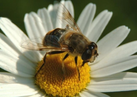 Bu işleri yapanlar paraya para demiyor - Resim: 2
