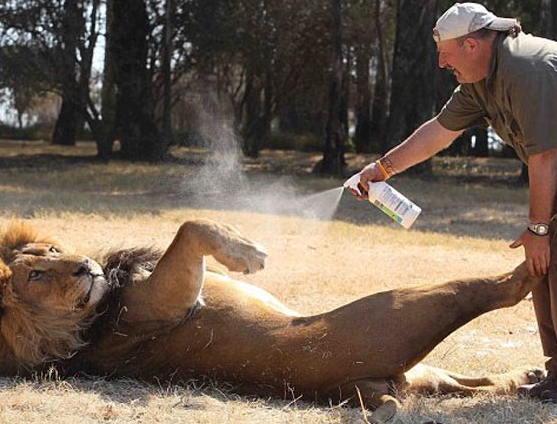 Aslanlara masaj yapan adam - Resim: 2